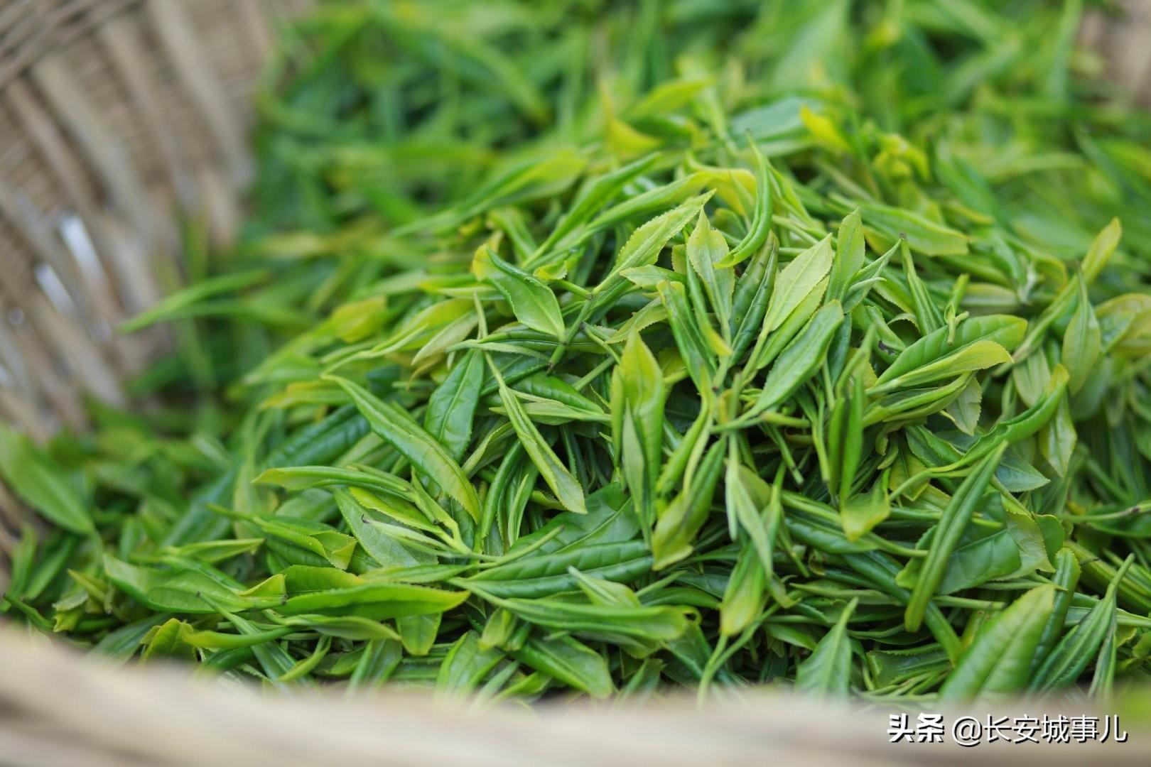 镇巴楮河富硒茶(富硒茶走廊)-硒宝网
