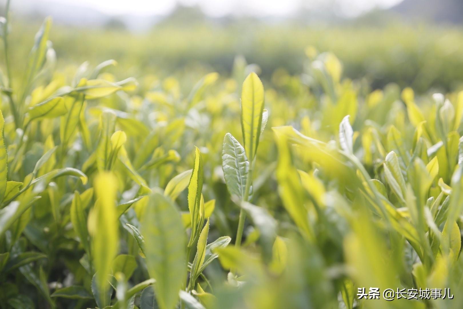 镇巴楮河富硒茶(富硒茶走廊)-硒宝网