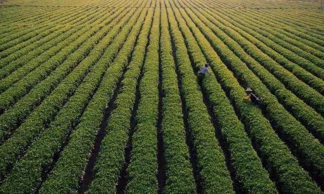 茶庵铺富硒小镇（江津哪个小镇含富硒）-硒宝网