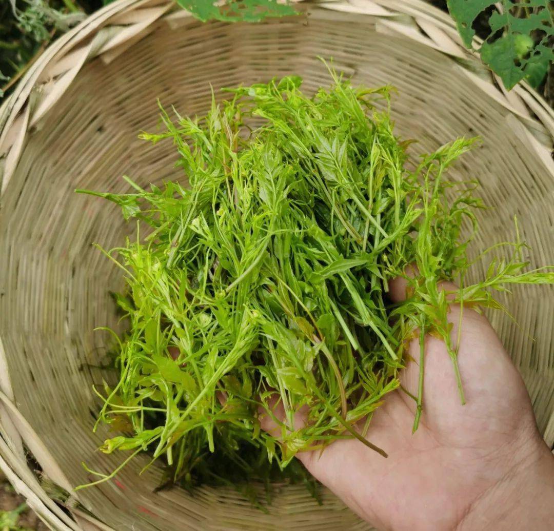 富硒藤茶降血压(血压降富硒藤茶怎么喝)-硒宝网