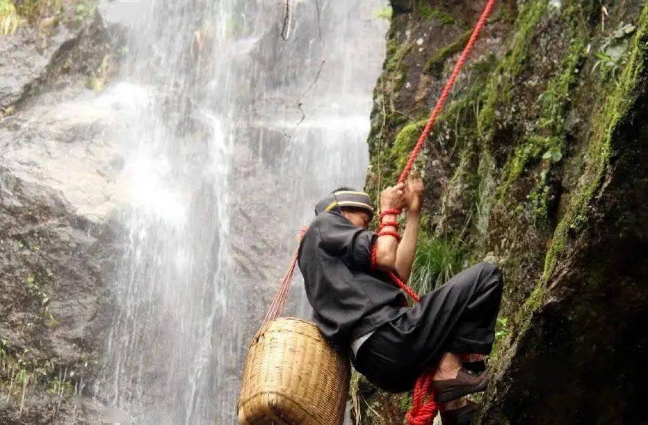 富硒藤茶降血压(血压降富硒藤茶怎么喝)-硒宝网