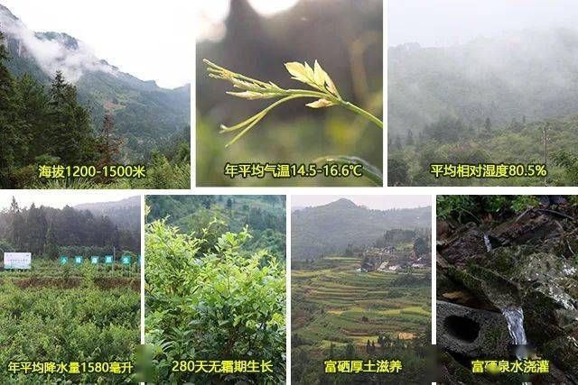 富硒藤茶降血压(血压降富硒藤茶怎么喝)-硒宝网