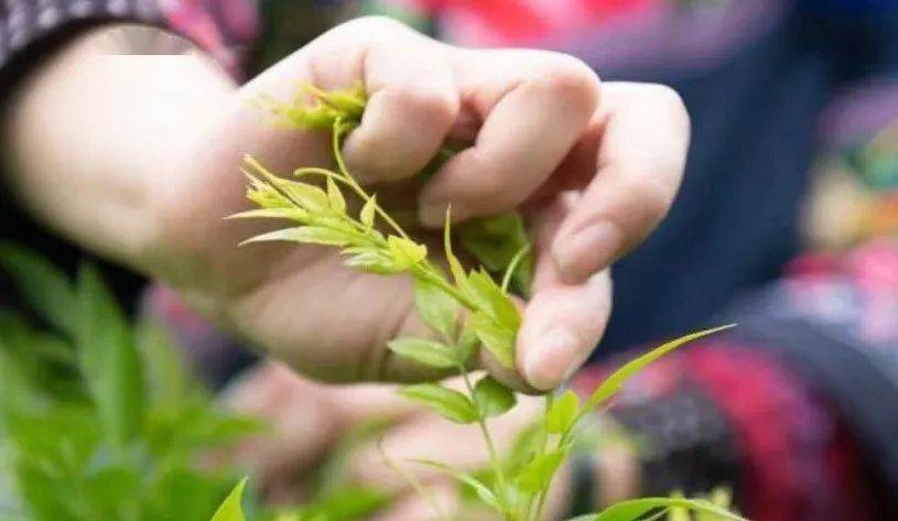 富硒藤茶降血压(血压降富硒藤茶怎么喝)-硒宝网