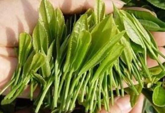 碱性富硒养生茶(富硒茶是酸性还是碱性)-硒宝网