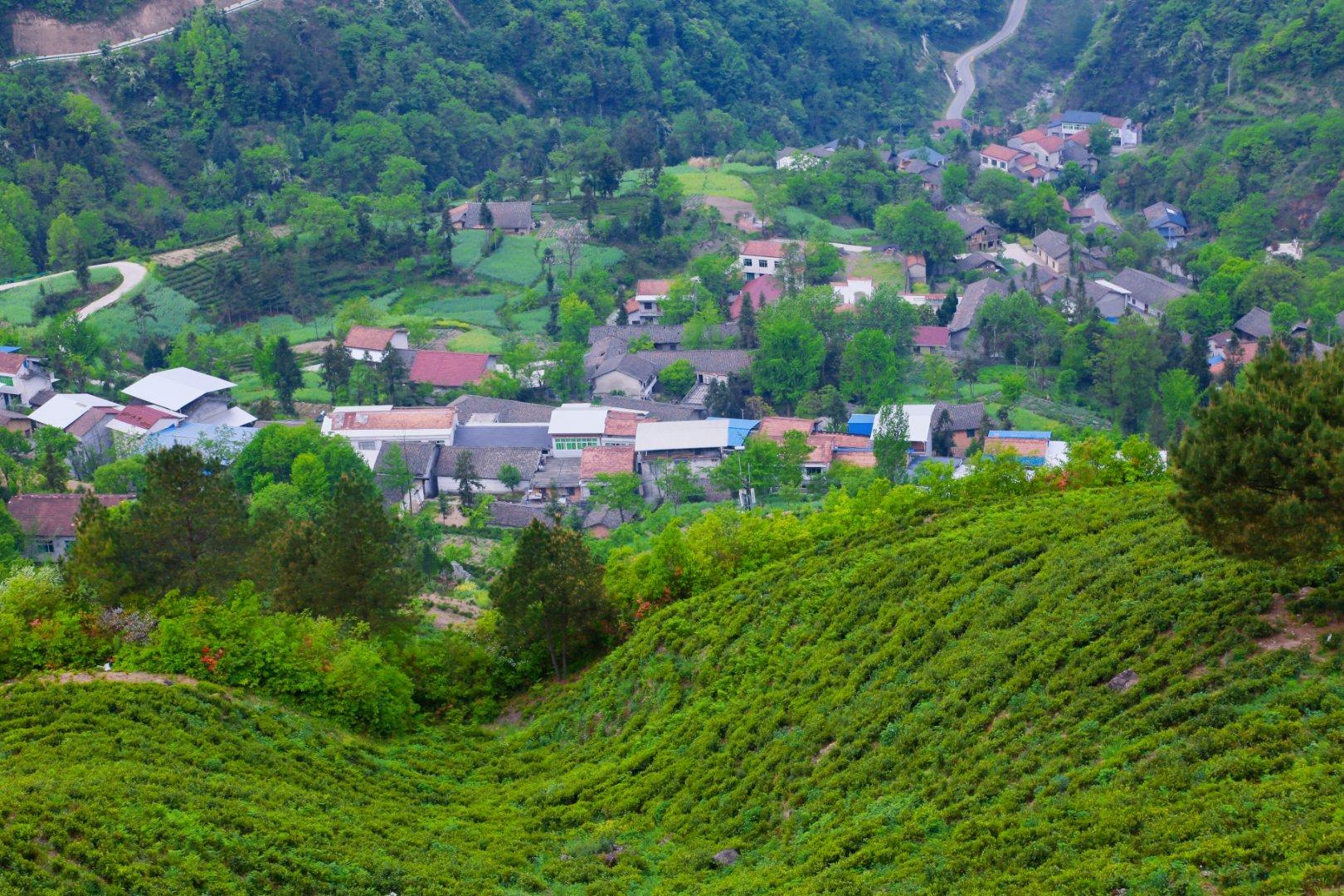 镇巴楮河富硒茶(巴中富硒茶)-硒宝网