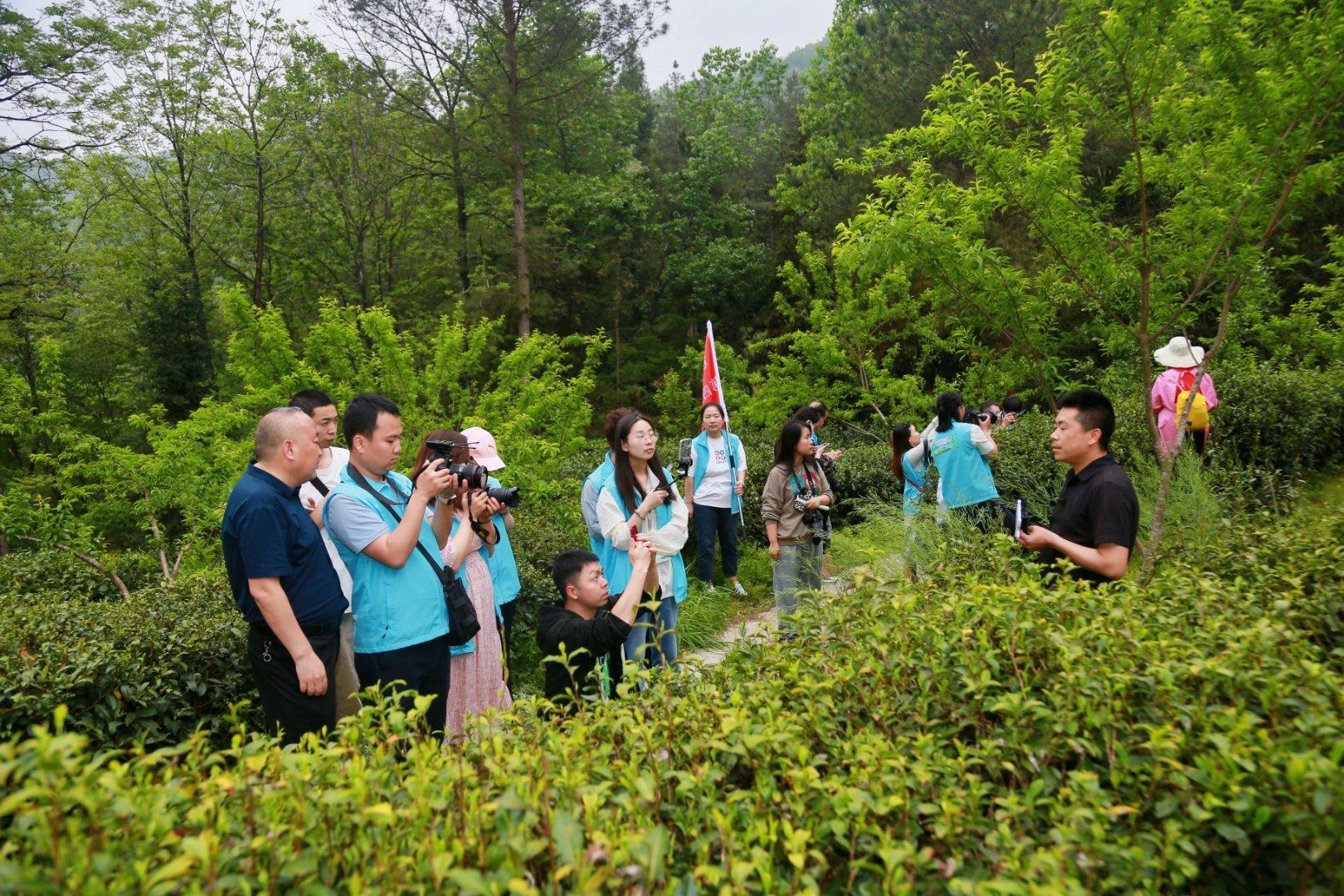镇巴楮河富硒茶(巴中富硒茶)-硒宝网