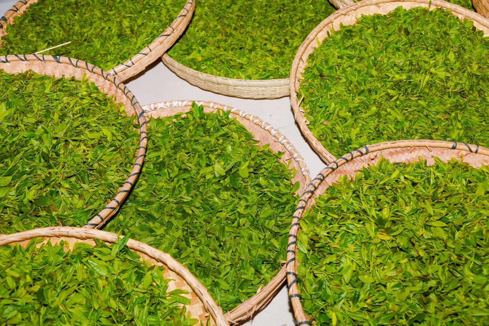 镇巴楮河富硒茶(巴中富硒茶)-硒宝网