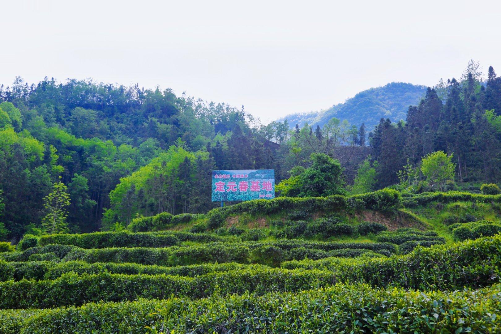 镇巴楮河富硒茶(巴中富硒茶)-硒宝网