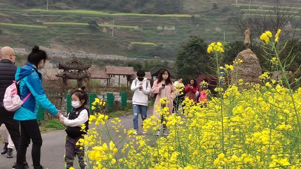 开阳高寨富硒茶（开阳富硒茶多少钱一斤）-硒宝网