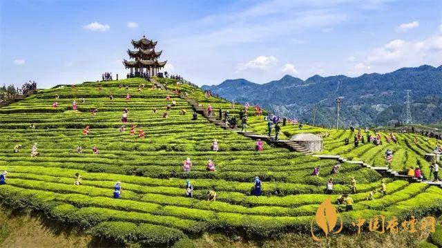 富硒茶有啥作用(富硒茶的硒含量)-硒宝网