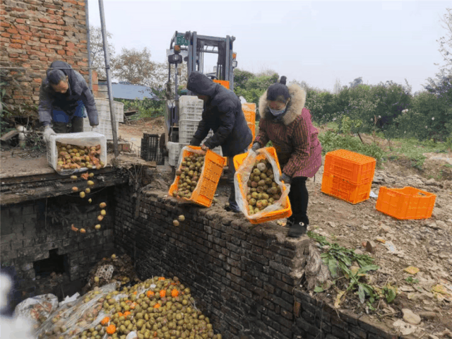 正宗蒿坪富硒茶（嵩坪富硒茶）-硒宝网