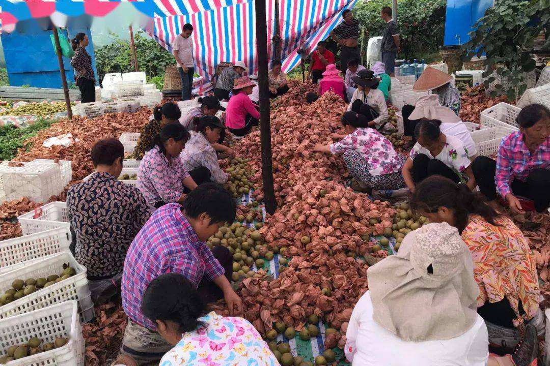 正宗蒿坪富硒茶（嵩坪富硒茶）-硒宝网