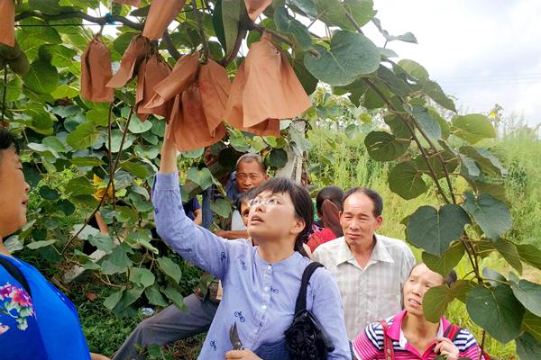 正宗蒿坪富硒茶（嵩坪富硒茶）-硒宝网