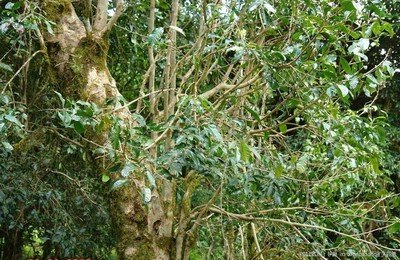 金华富硒生茶饼(富硒茶园)-硒宝网