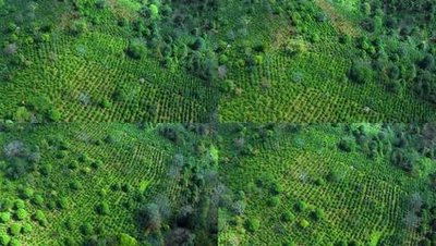 金华富硒生茶饼(富硒茶园)-硒宝网