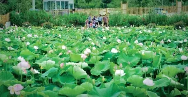 开阳高寨富硒茶(开阳富硒茶园)-硒宝网