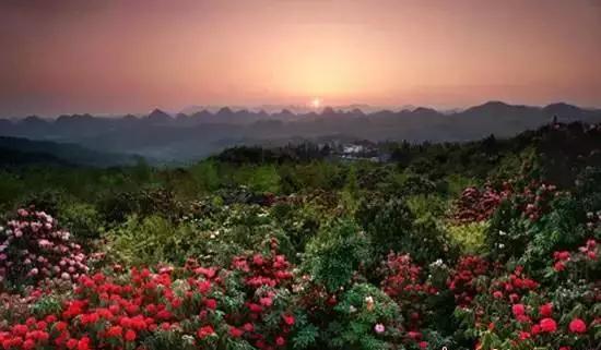 开阳高寨富硒茶(开阳富硒茶园)-硒宝网