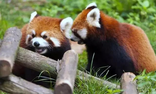 开阳高寨富硒茶(开阳富硒茶园)-硒宝网