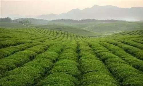 开阳高寨富硒茶(开阳富硒茶园)-硒宝网