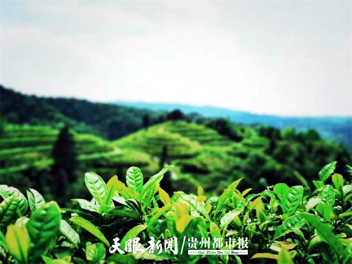 开阳高寨富硒茶（开阳富硒茶地理标志）-硒宝网