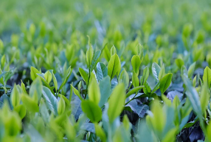 恩旋高山富硒茶(高山硒红茶好处)-硒宝网