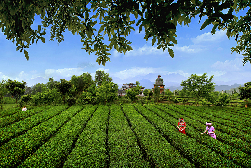 九株茶叶富硒茶（富硒茶的价钱如何）-硒宝网