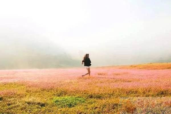 巴东垭口富硒茶（巴东茶）-硒宝网