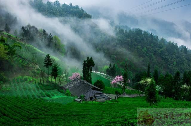 巴东垭口富硒茶（巴东茶）-硒宝网