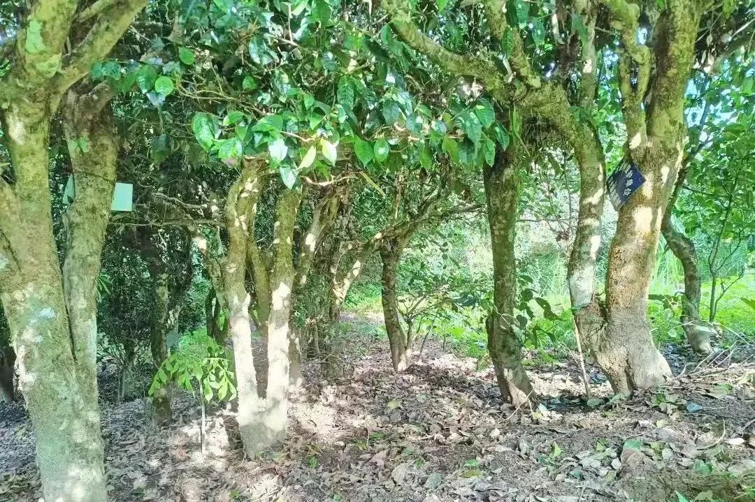 昌宁富硒普洱茶（富硒茶价格）-硒宝网