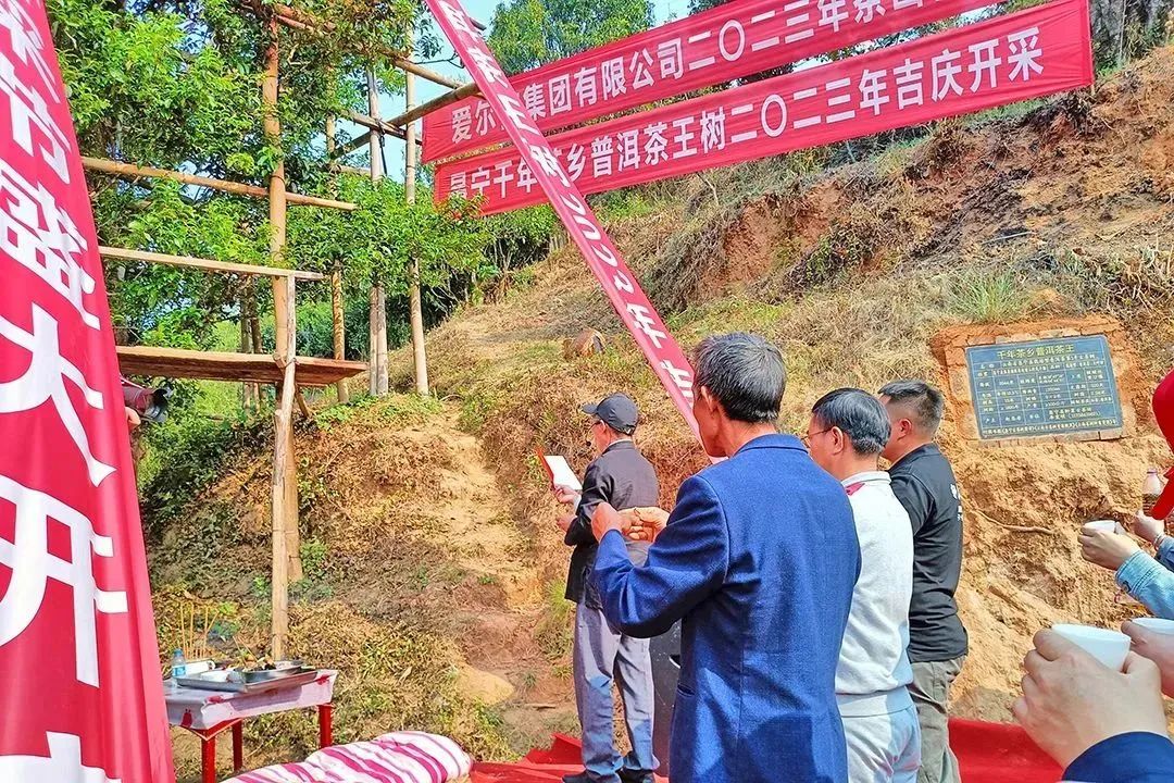 昌宁富硒普洱茶（富硒茶价格）-硒宝网