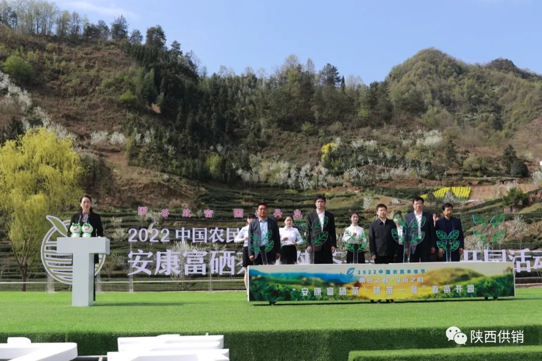 陕茶一号富硒茶(陕西富硒茶的功效与作用)-硒宝网