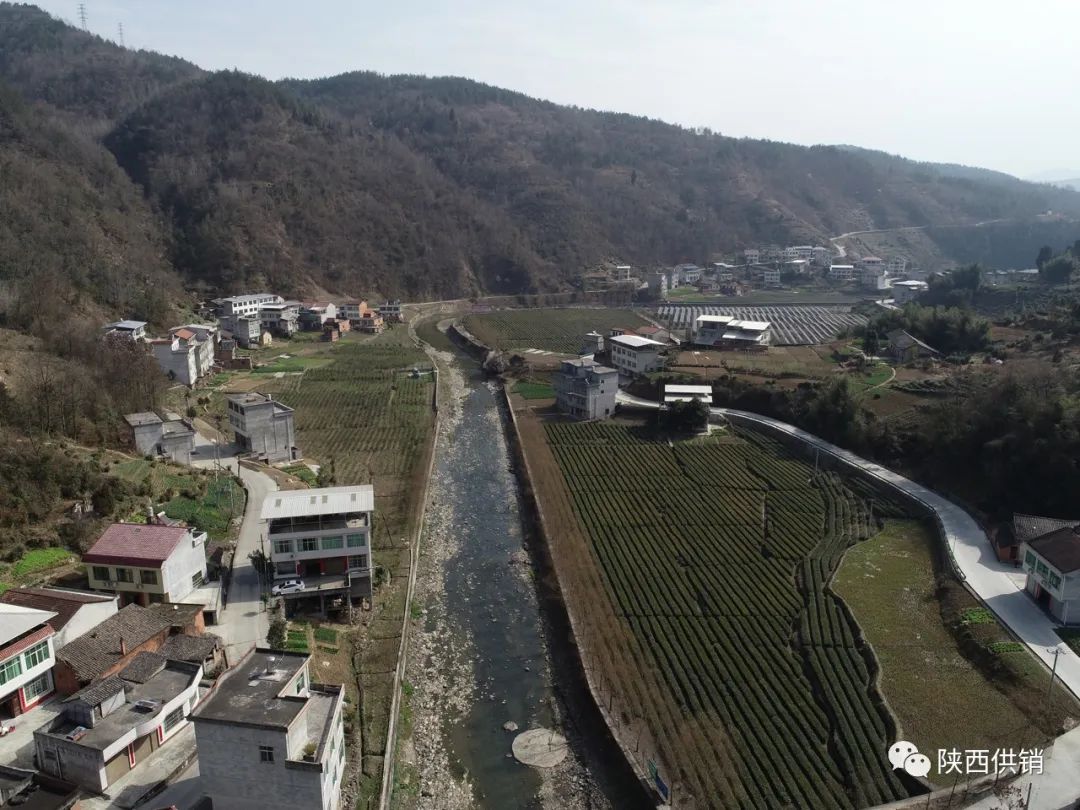 陕茶一号富硒茶(陕西富硒茶的功效与作用)-硒宝网