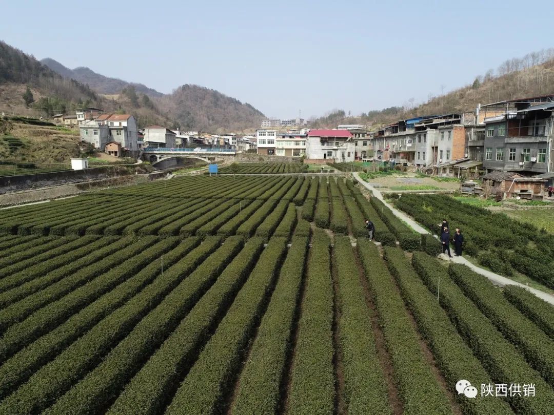 陕茶一号富硒茶(陕西富硒茶的功效与作用)-硒宝网