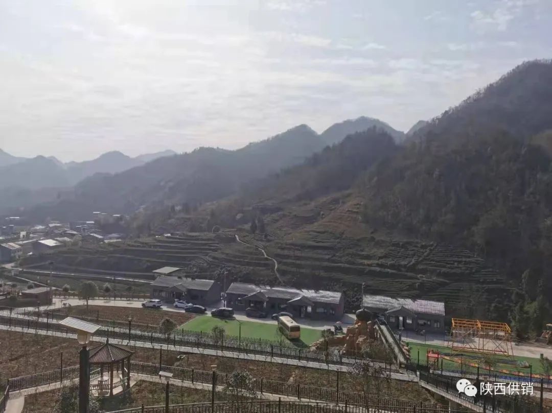 陕茶一号富硒茶(陕西富硒茶的功效与作用)-硒宝网