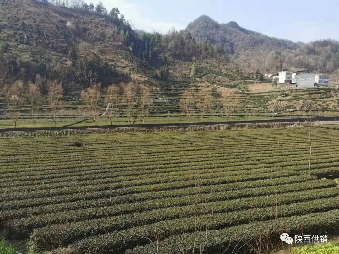 陕茶一号富硒茶(陕西富硒茶的功效与作用)-硒宝网