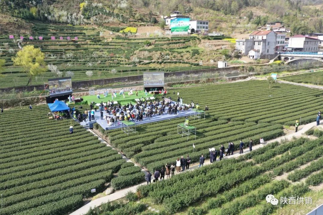 陕茶一号富硒茶(陕西富硒茶的功效与作用)-硒宝网