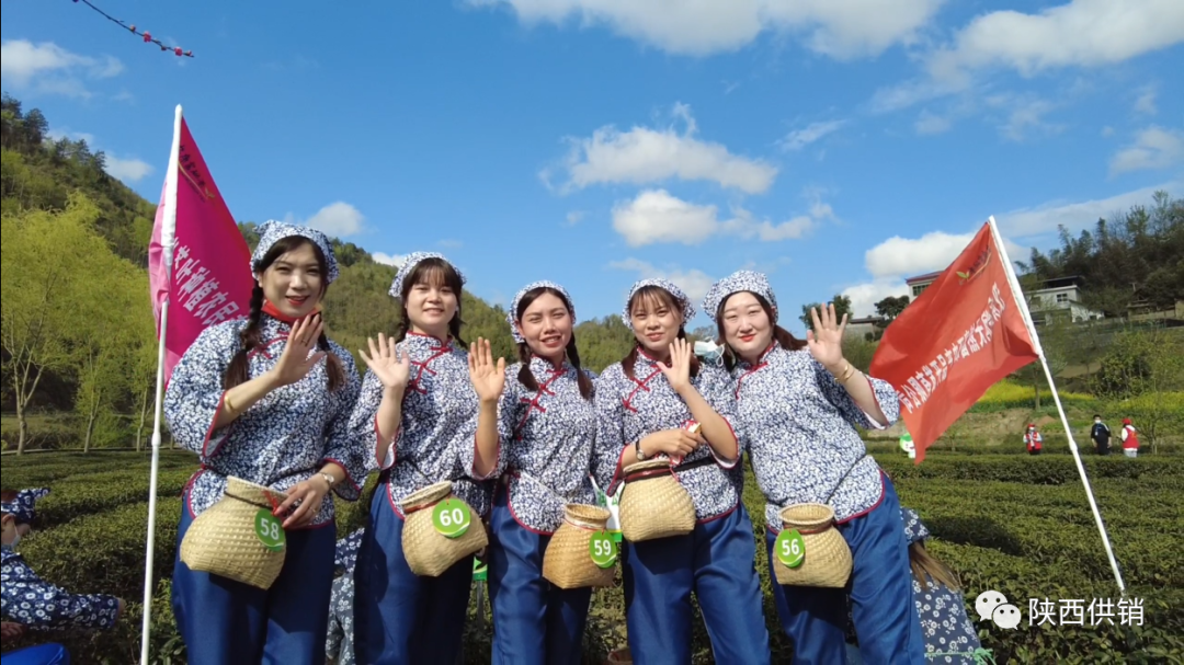 陕茶一号富硒茶(陕西富硒茶的功效与作用)-硒宝网