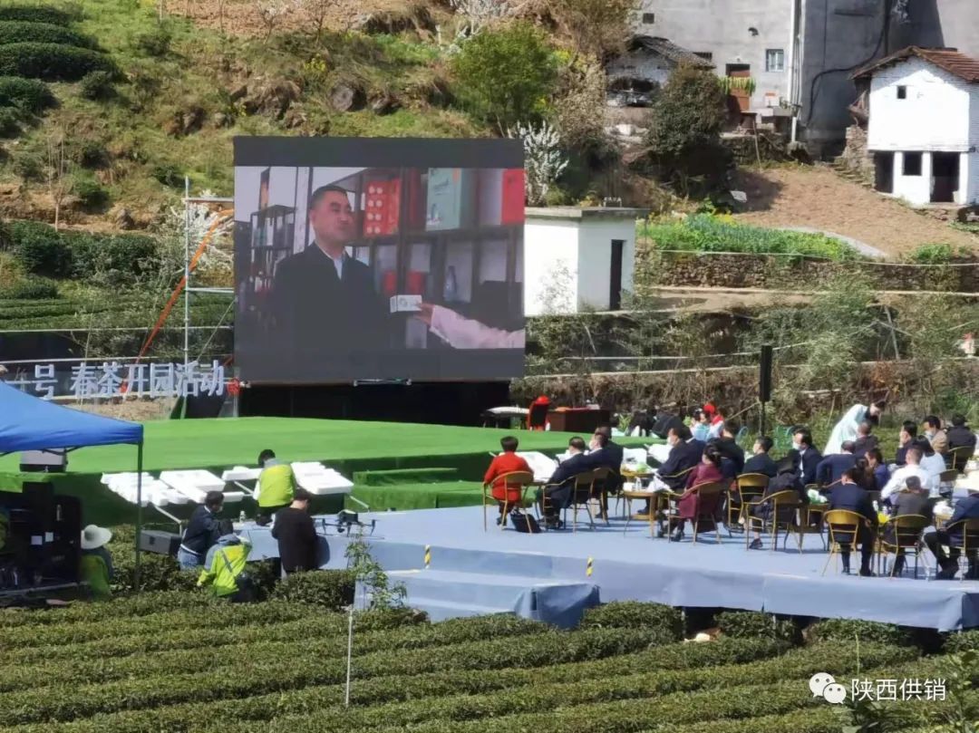 陕茶一号富硒茶(陕西富硒茶的功效与作用)-硒宝网