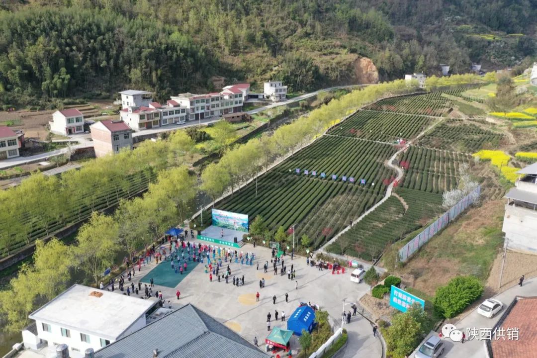 陕茶一号富硒茶(陕西富硒茶的功效与作用)-硒宝网