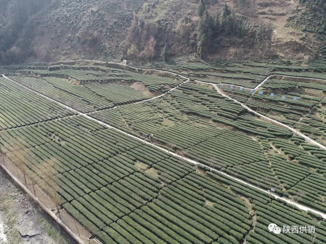 陕茶一号富硒茶(陕西富硒茶的功效与作用)-硒宝网