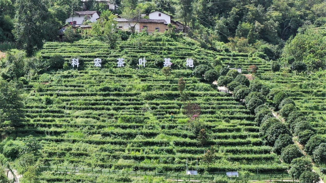 紫阳县出富硒茶(紫阳富硒茶文化)-硒宝网