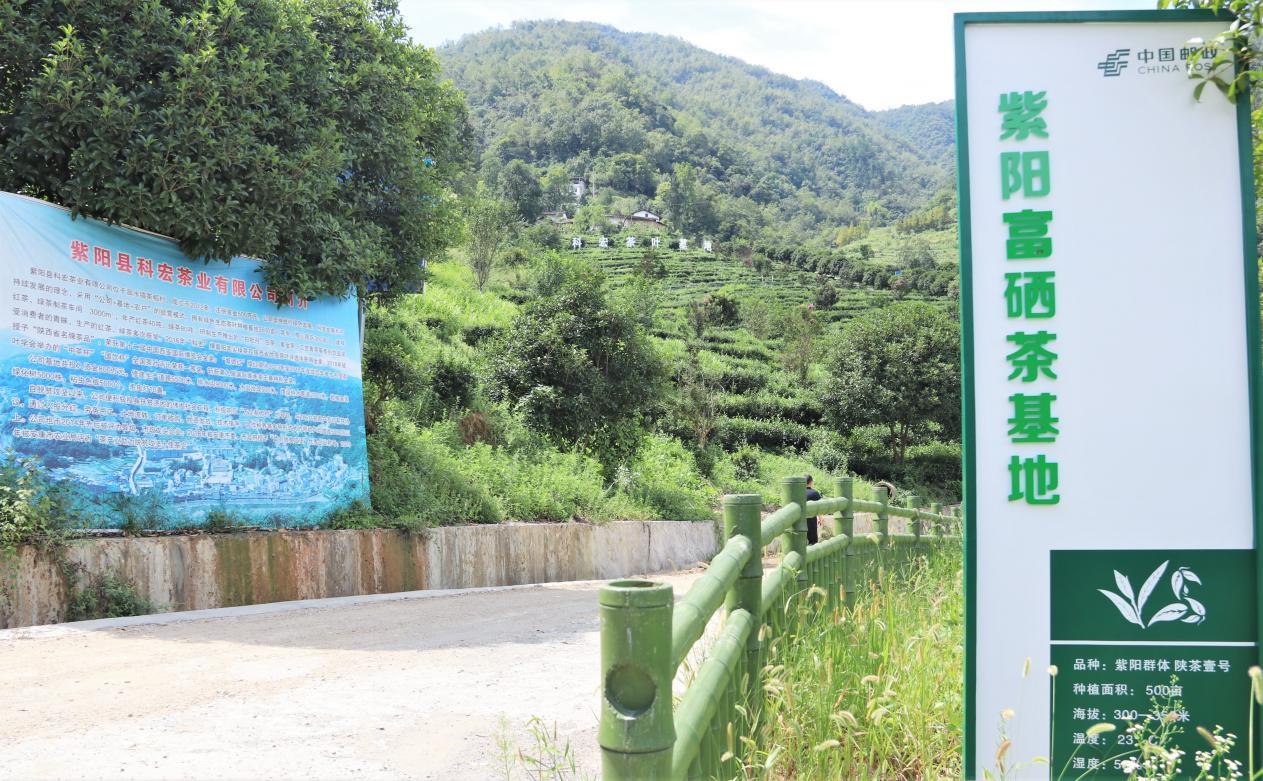 紫阳县出富硒茶(紫阳富硒茶文化)-硒宝网