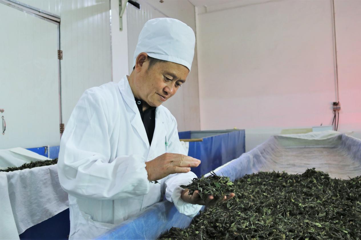 紫阳县出富硒茶(紫阳富硒茶文化)-硒宝网