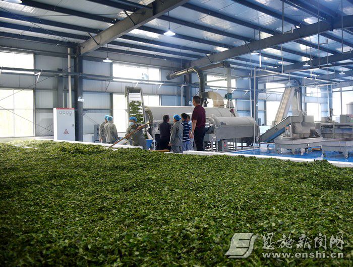 富硒茶有啥作用（茶叶富硒）-硒宝网