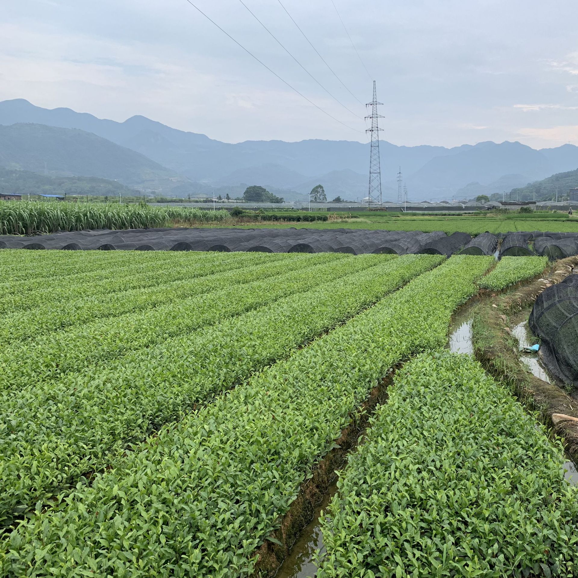 九株茶叶富硒茶（富硒茶硒含量）-硒宝网