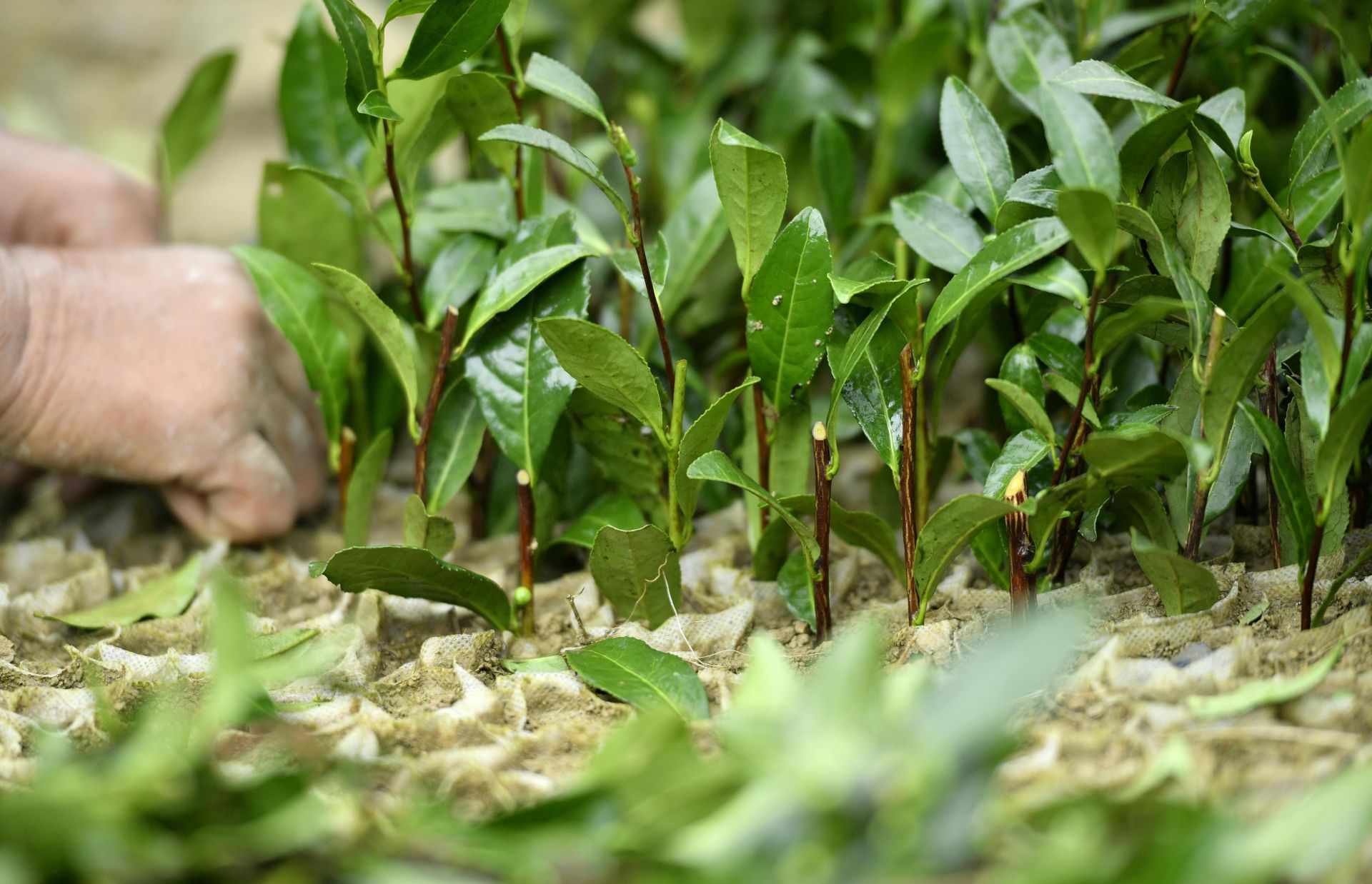 九株茶叶富硒茶（富硒茶硒含量）-硒宝网