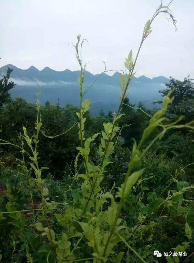 藤益生富硒藤茶(富硒藤条茶)-硒宝网