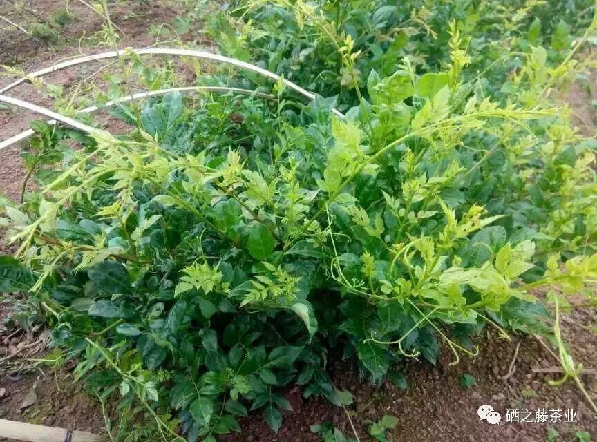 藤益生富硒藤茶(富硒藤条茶)-硒宝网