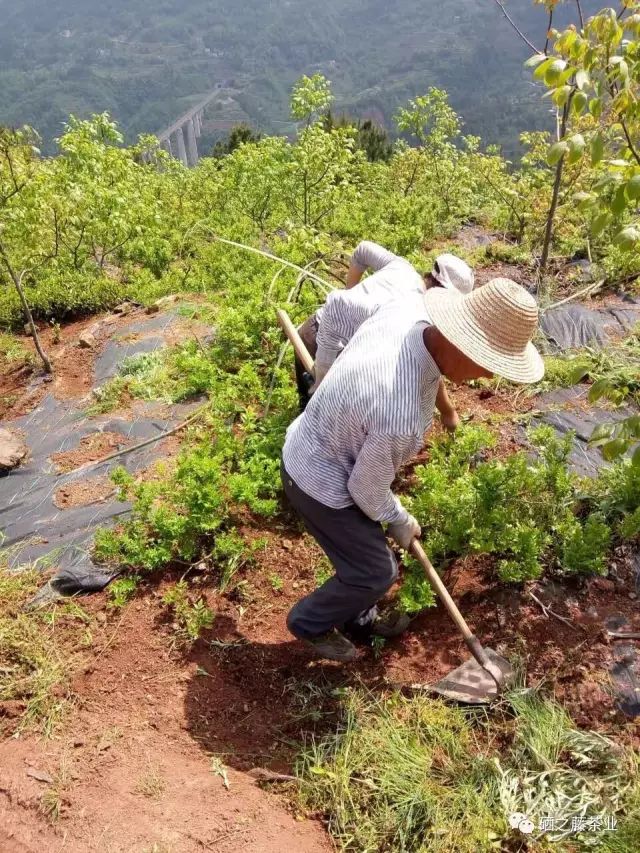 藤益生富硒藤茶(富硒藤条茶)-硒宝网