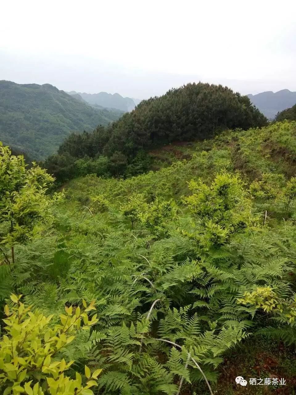 藤益生富硒藤茶(富硒藤条茶)-硒宝网